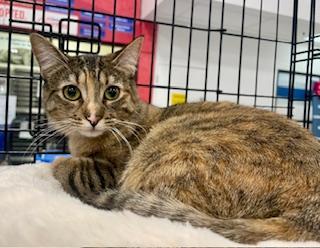 Enlarge London, a Adoptable mixed breed in Pasco, WA image 2/3