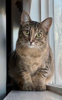 London, Adoptable, Young Female Dilute Tortoiseshell & Domestic Short Hair.