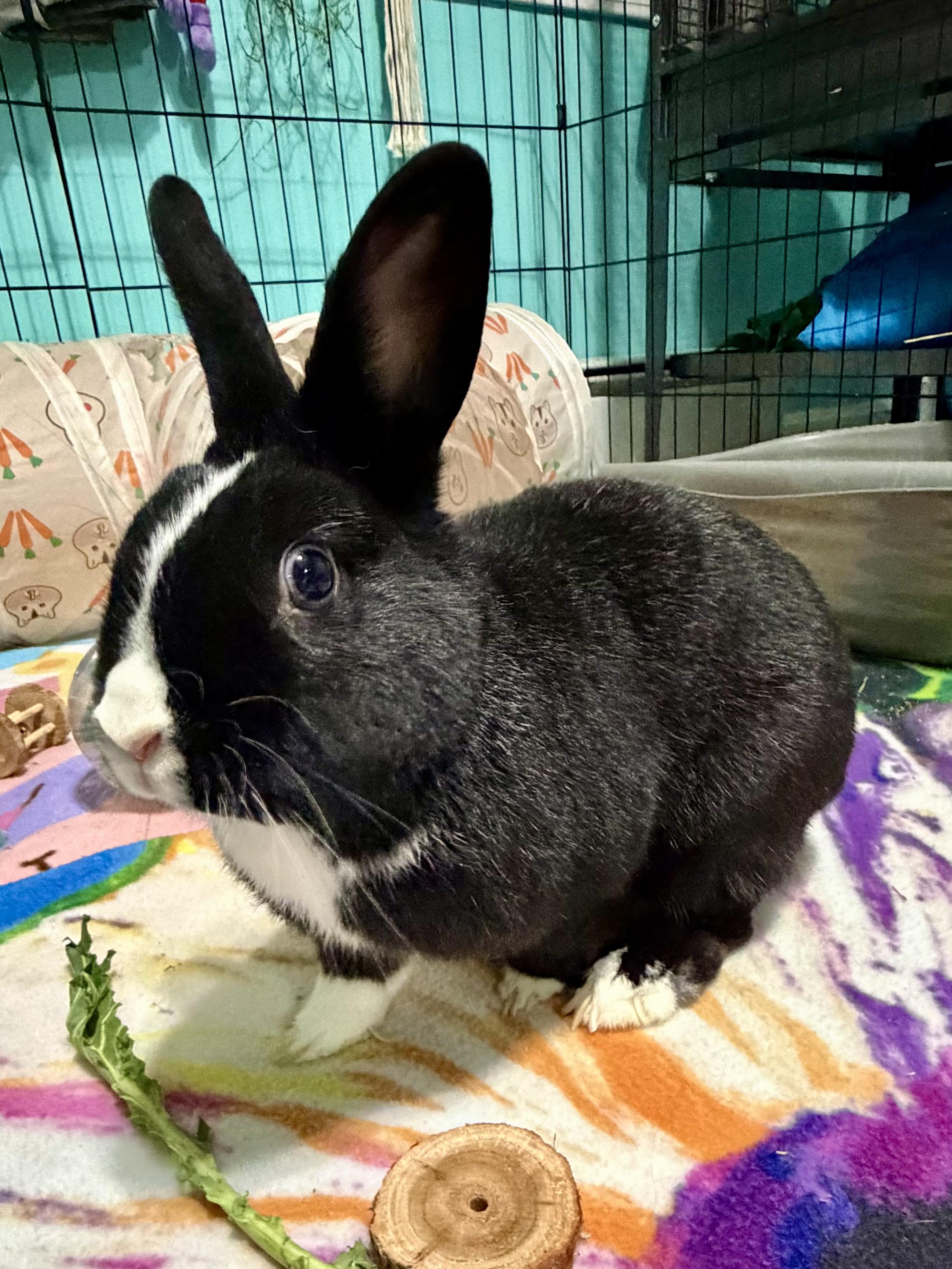 Pepperoni , ADOPTABLE, Adult Male Dutch.