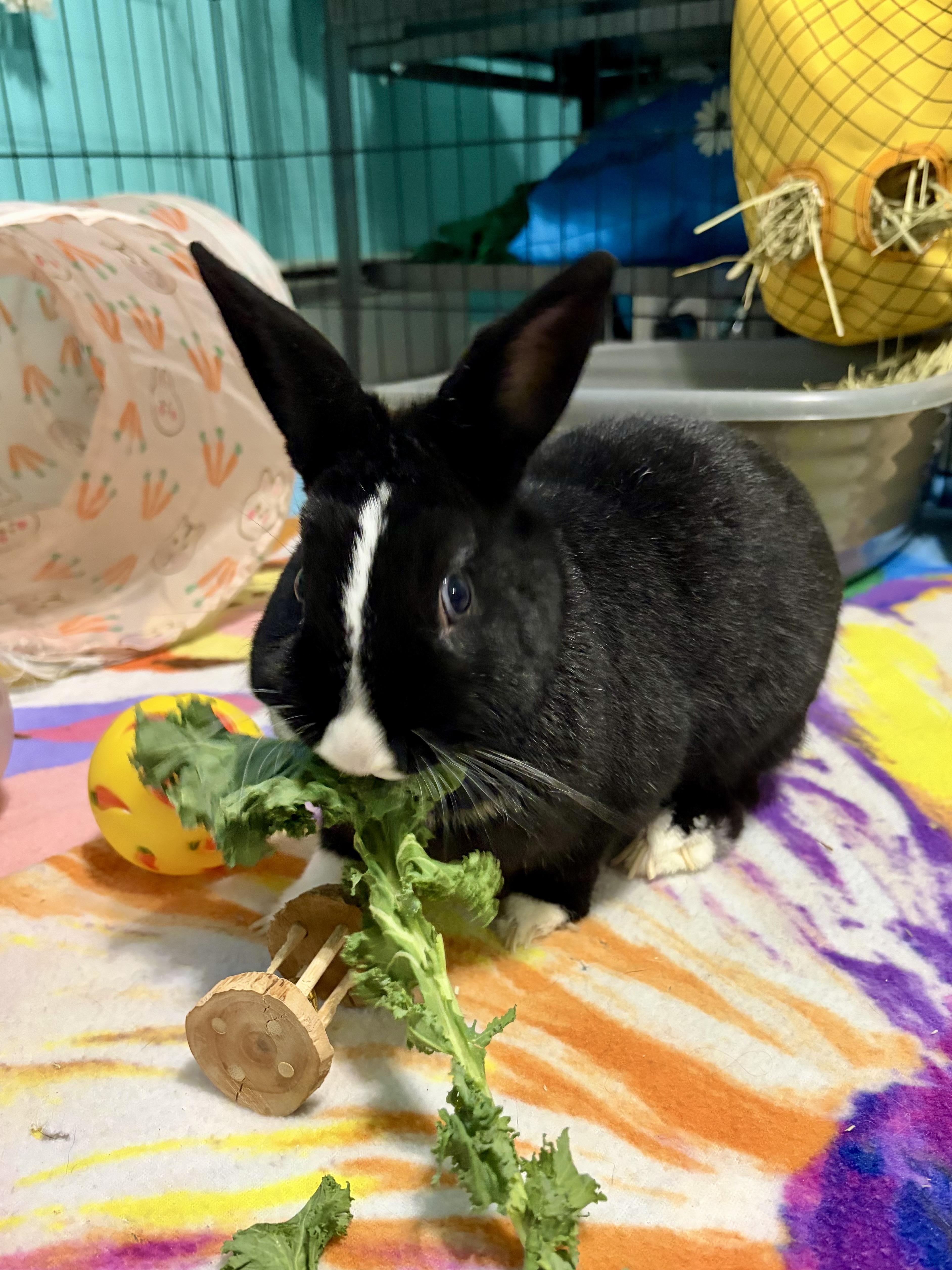 Enlarge Pepperoni , a ADOPTABLE Dutch in Andover, CT image 3/6