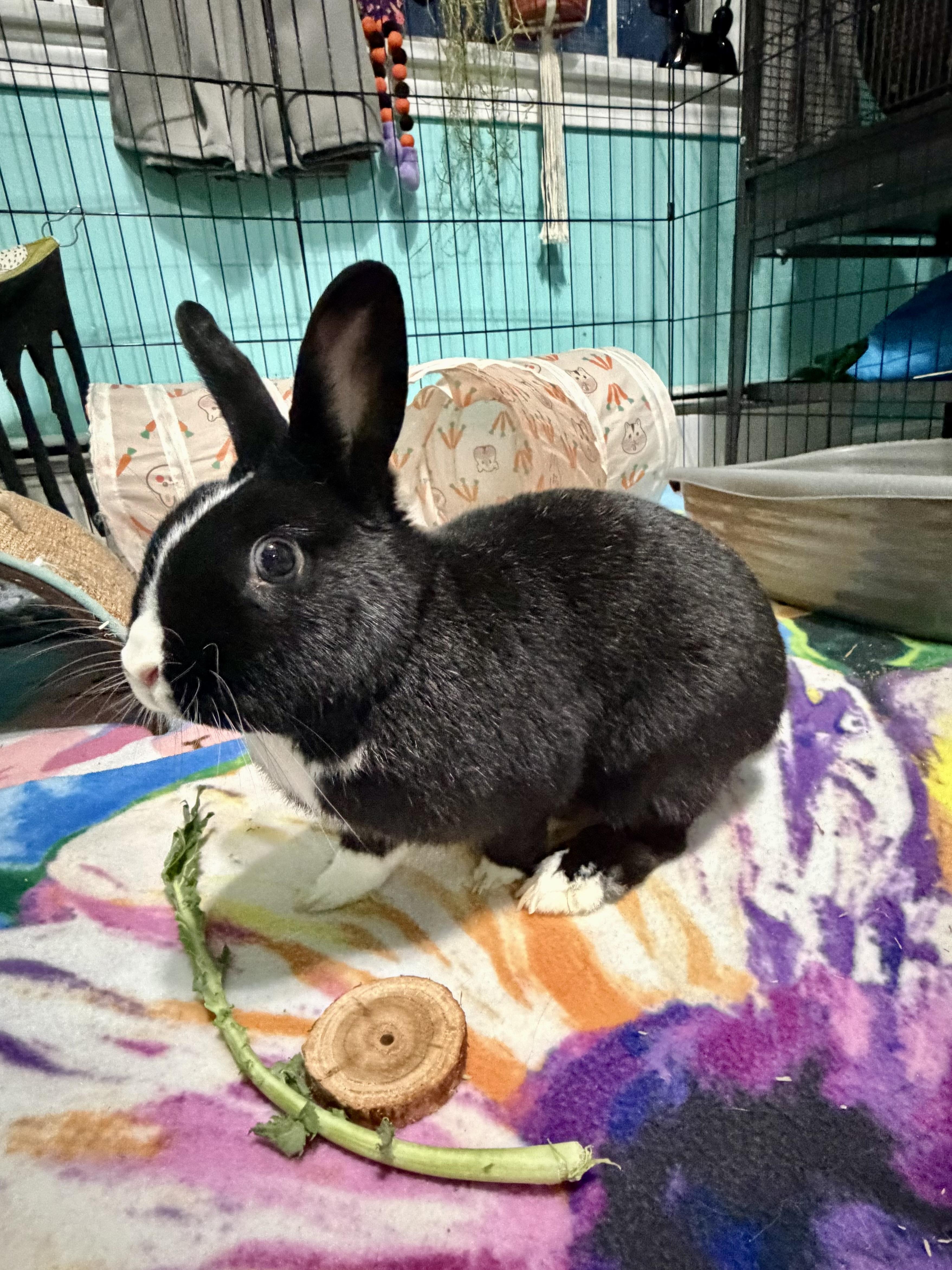 Enlarge Pepperoni , a ADOPTABLE Dutch in Andover, CT image 5/6