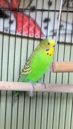 Dodge, ADOPTABLE, Baby Unknown Parakeet (Other).