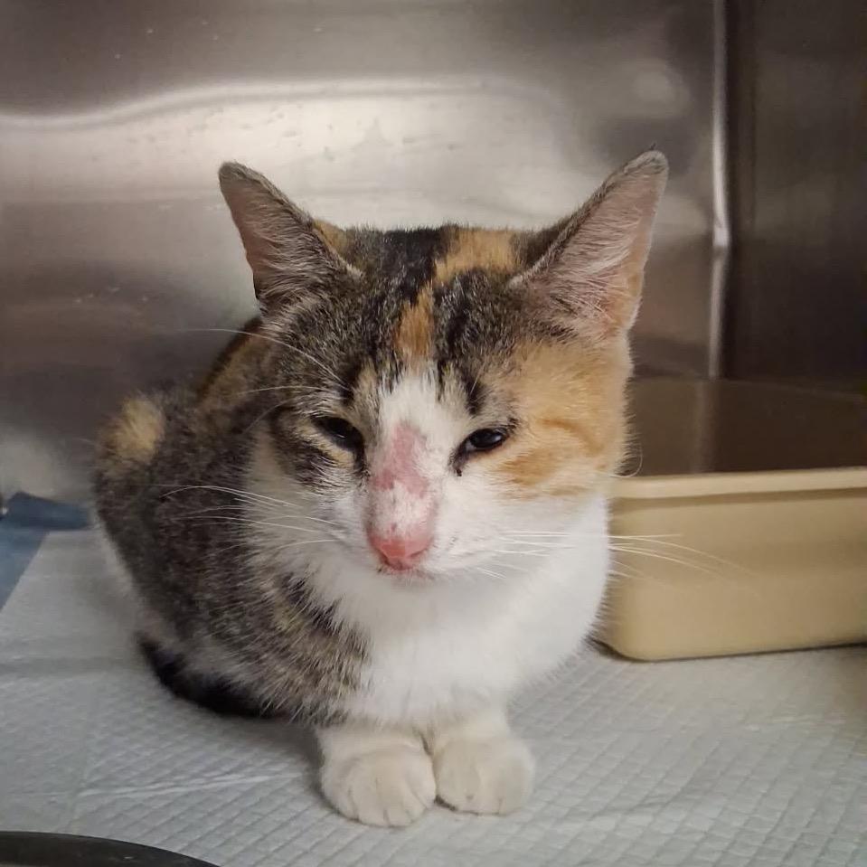 Enlarge Elenore, a Adoptable Domestic Short Hair in Richmond Hill, GA image 1/1