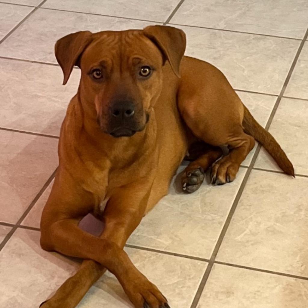 Coffee, Adoptable, Adult Female French Bulldog & Rhodesian Ridgeback.