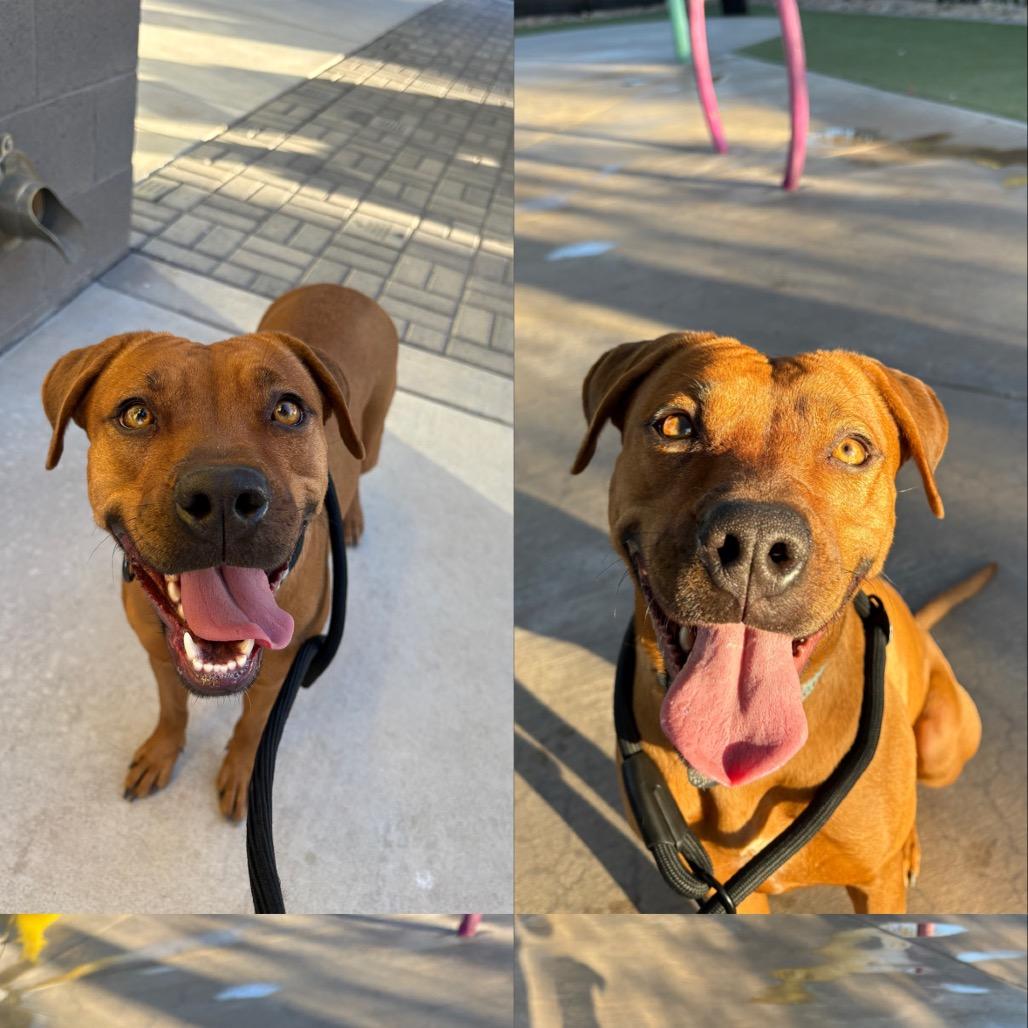 Coffee, Adoptable, Adult Female French Bulldog & Rhodesian Ridgeback.