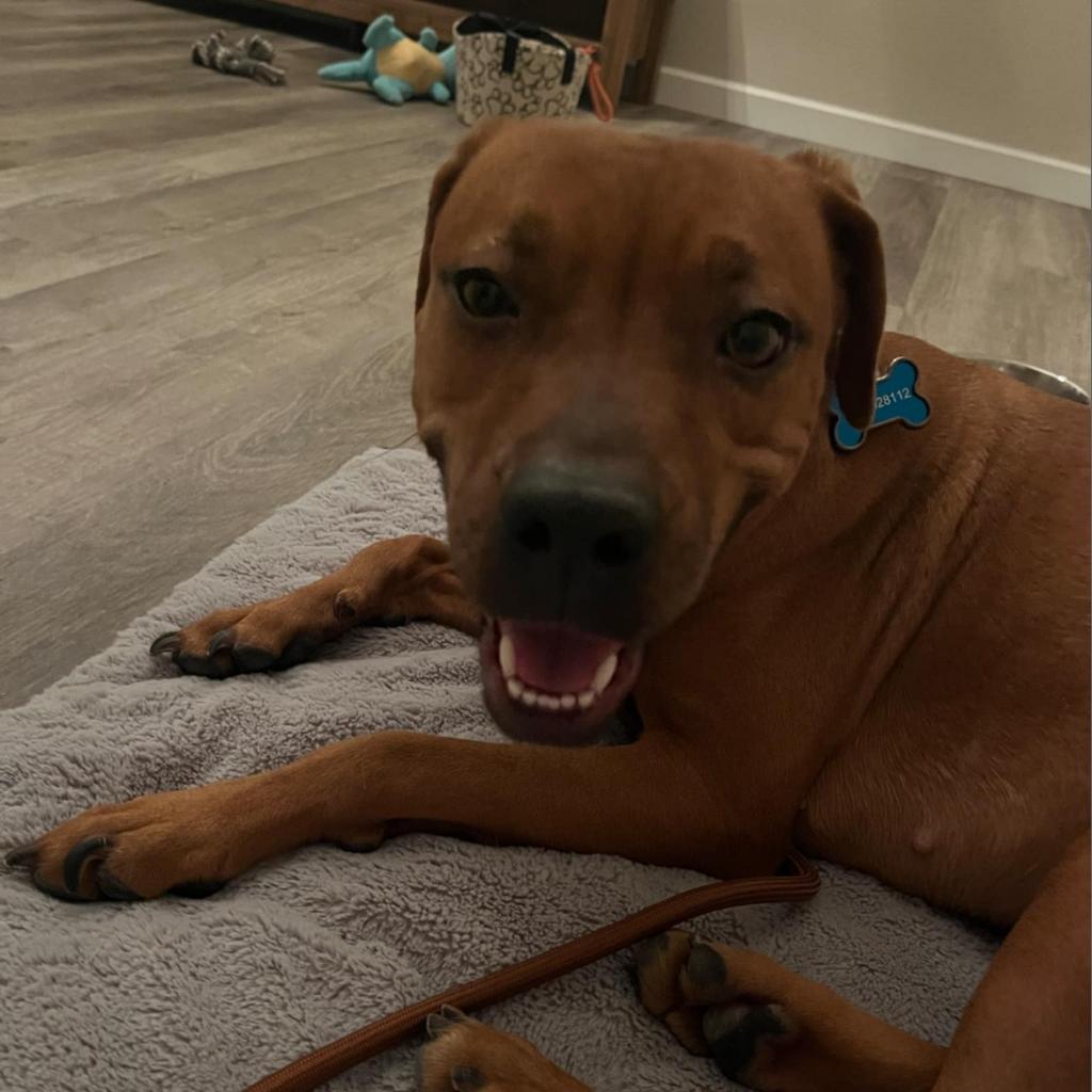 Enlarge Coffee, a Adoptable mixed breed in Phoenix, AZ image 2/6