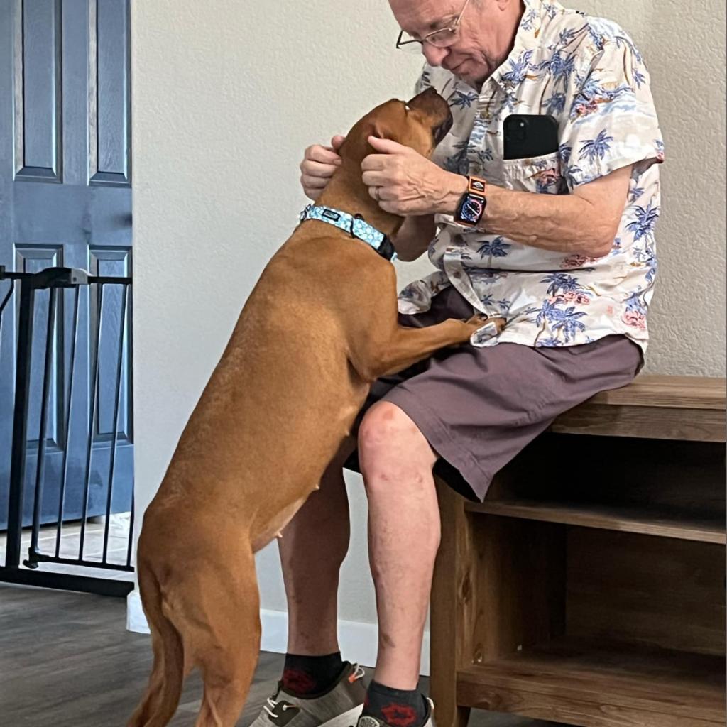 Enlarge Coffee, a Adoptable mixed breed in Phoenix, AZ image 3/6