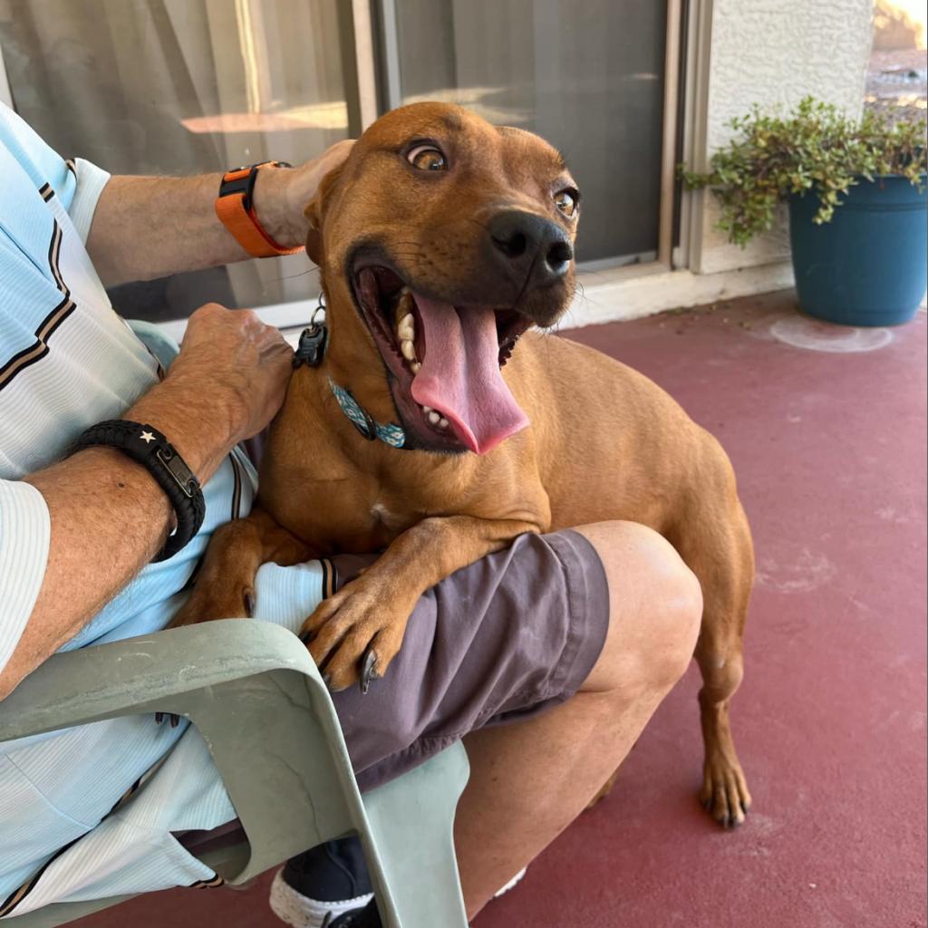 Enlarge Coffee, a Adoptable mixed breed in Phoenix, AZ image 4/6