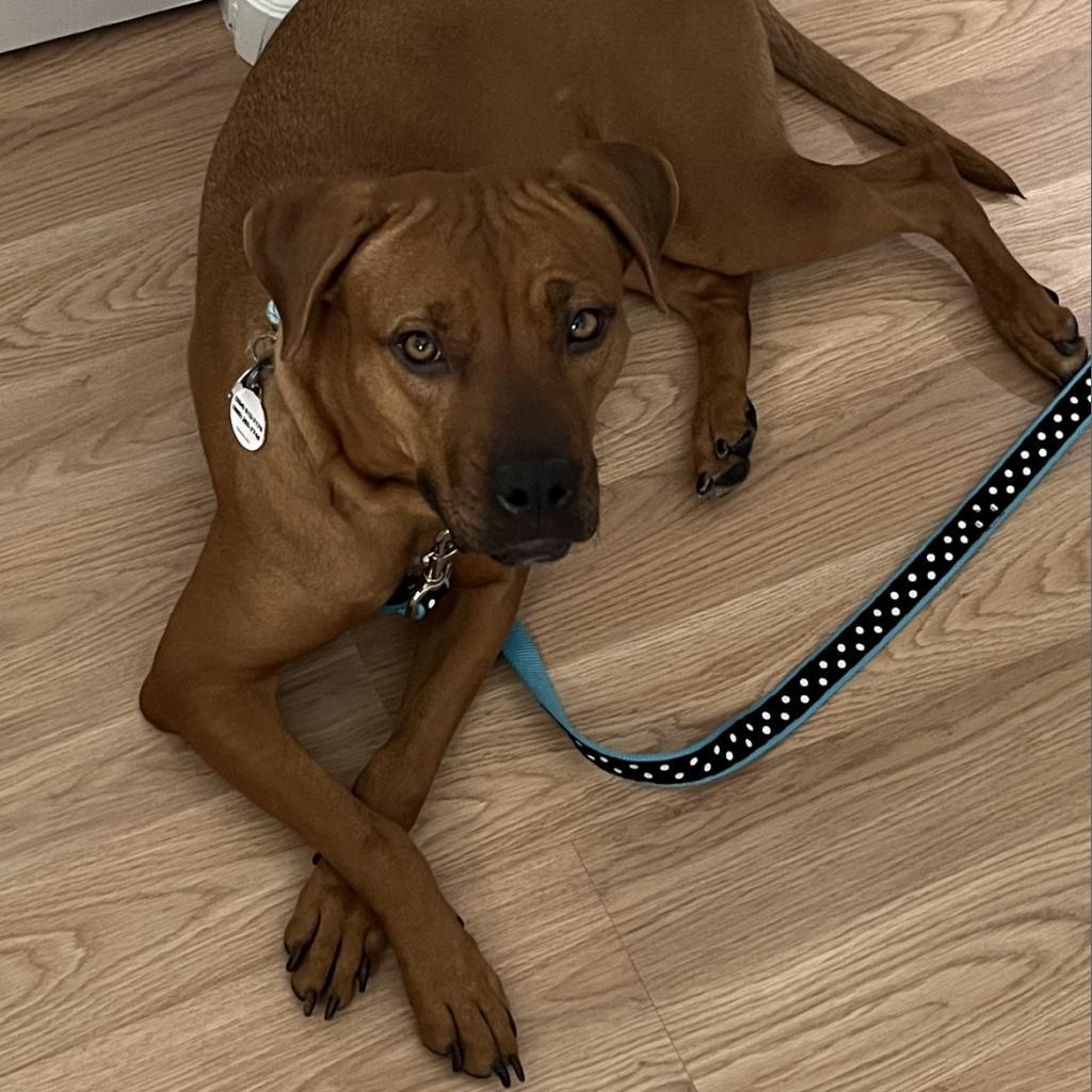 Enlarge Coffee, a Adoptable mixed breed in Phoenix, AZ image 5/6