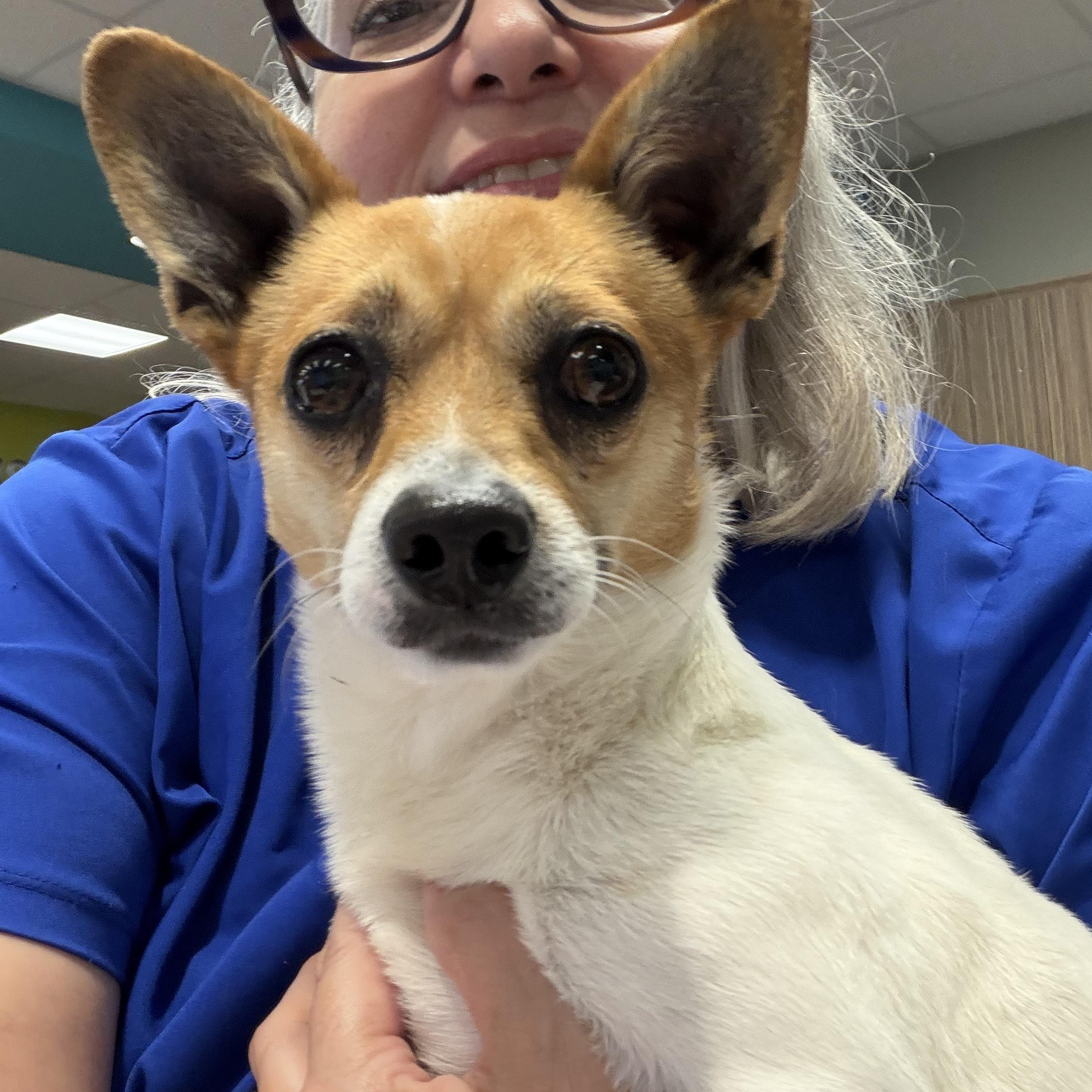 Jed, adopted, Adult Male Chiweenie & Jack Russell Terrier.