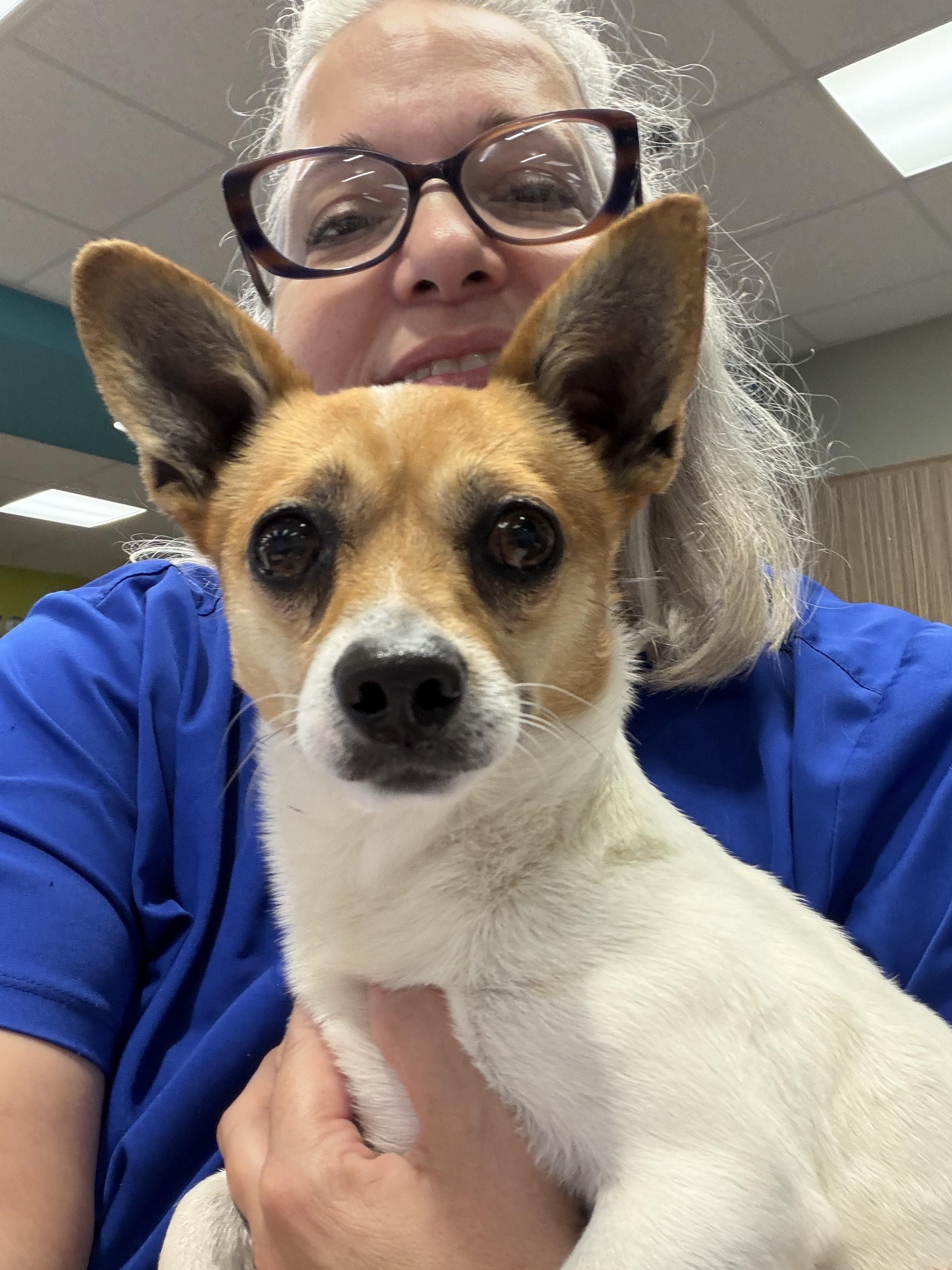 Enlarge Jed, an adopted mixed breed in Newfoundland, NJ image 2/5