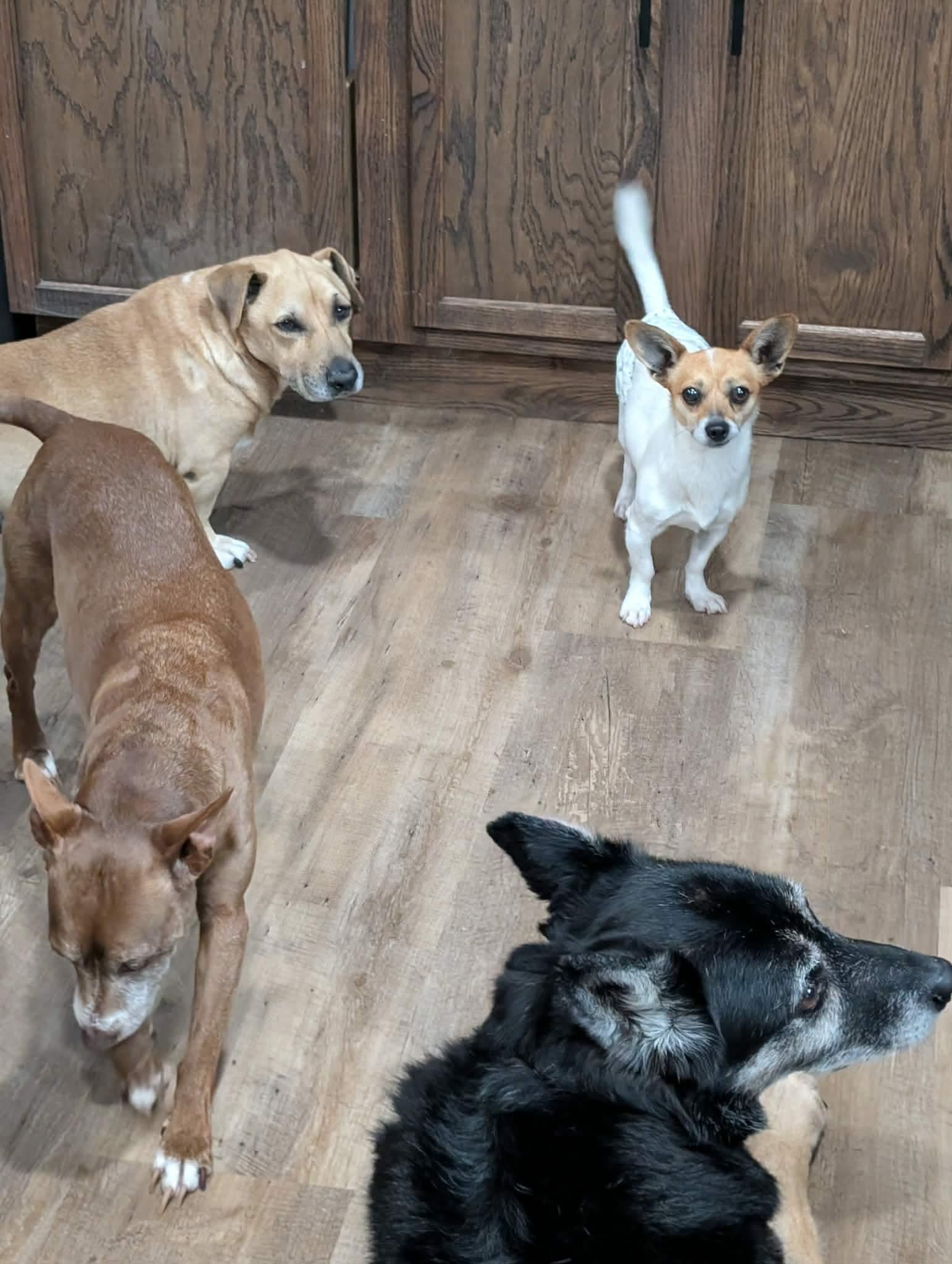 Enlarge Jed, an adopted mixed breed in Newfoundland, NJ image 4/5