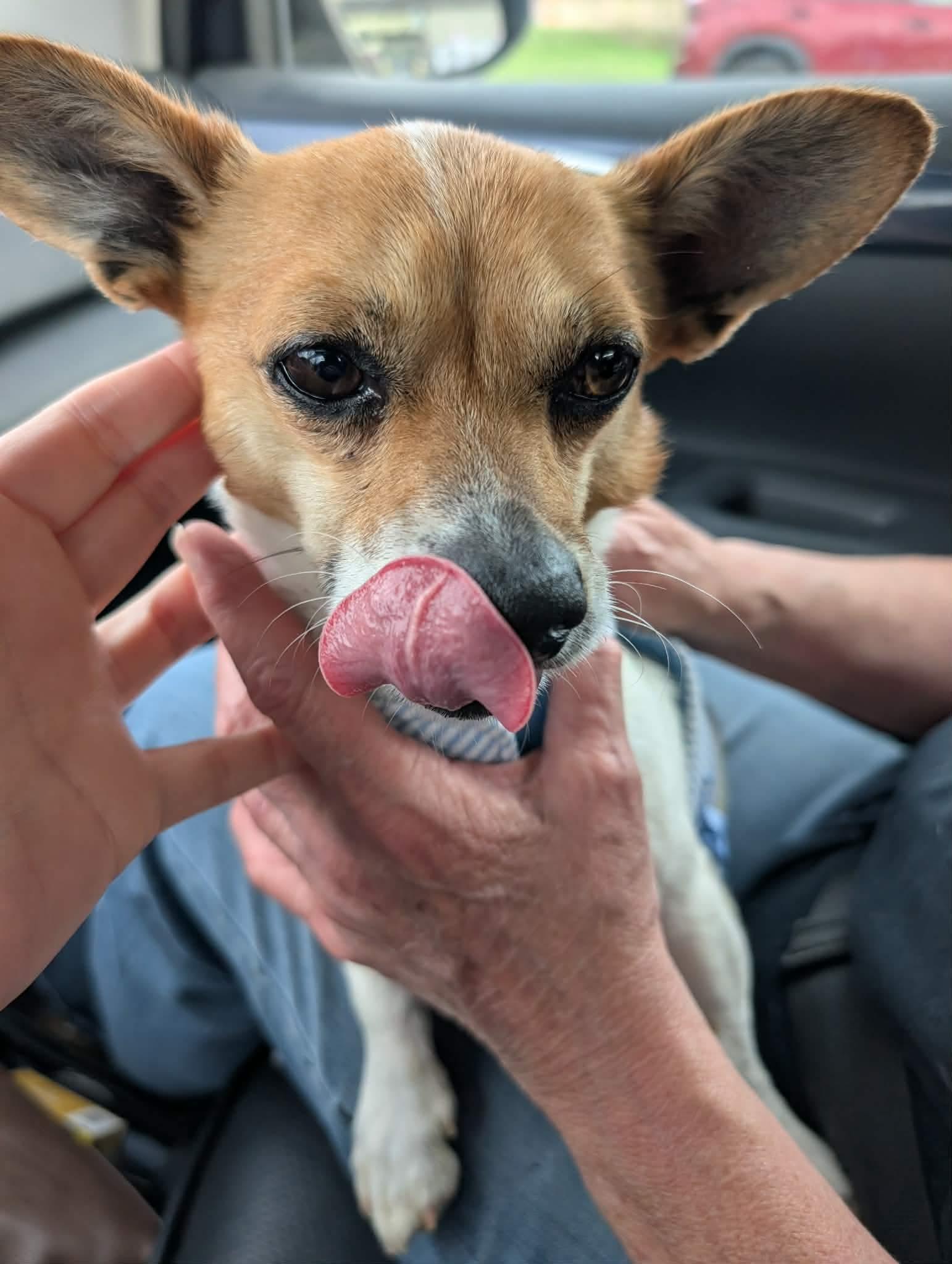 Enlarge Jed, an adopted mixed breed in Newfoundland, NJ image 3/5