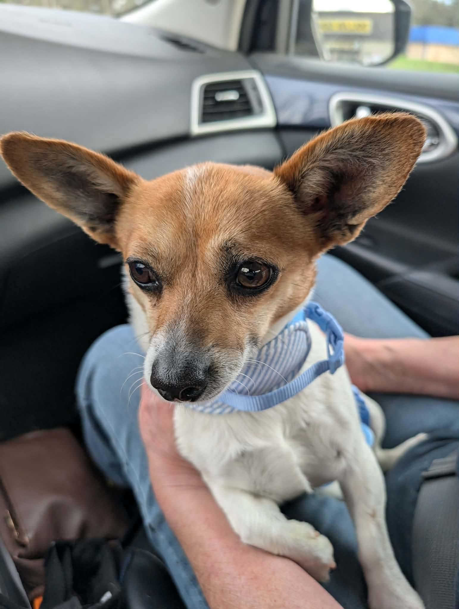 Enlarge Jed, an adopted mixed breed in Newfoundland, NJ image 5/5