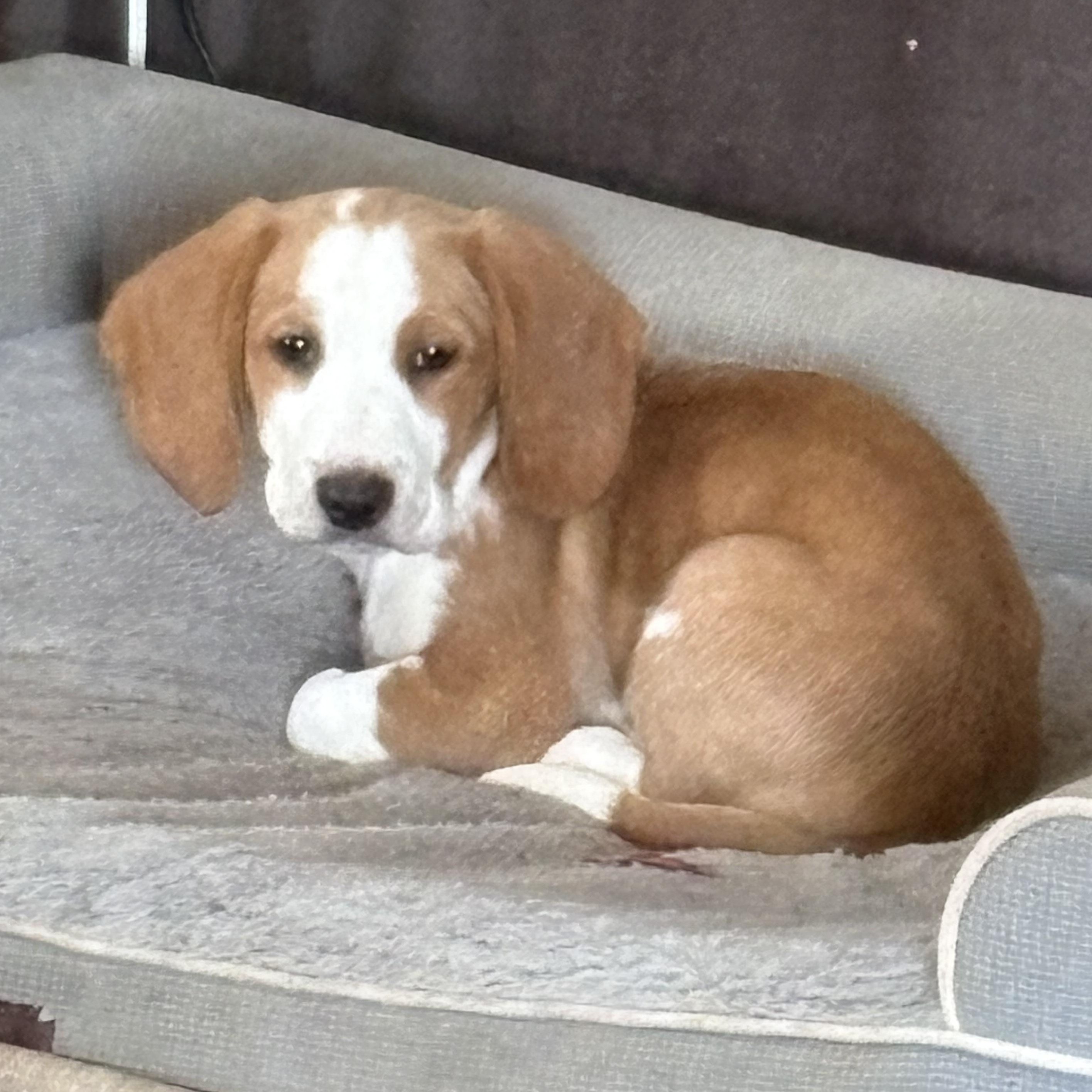 Enlarge Cash, an adopted Basset Hound in Knoxville, TN image 2/5