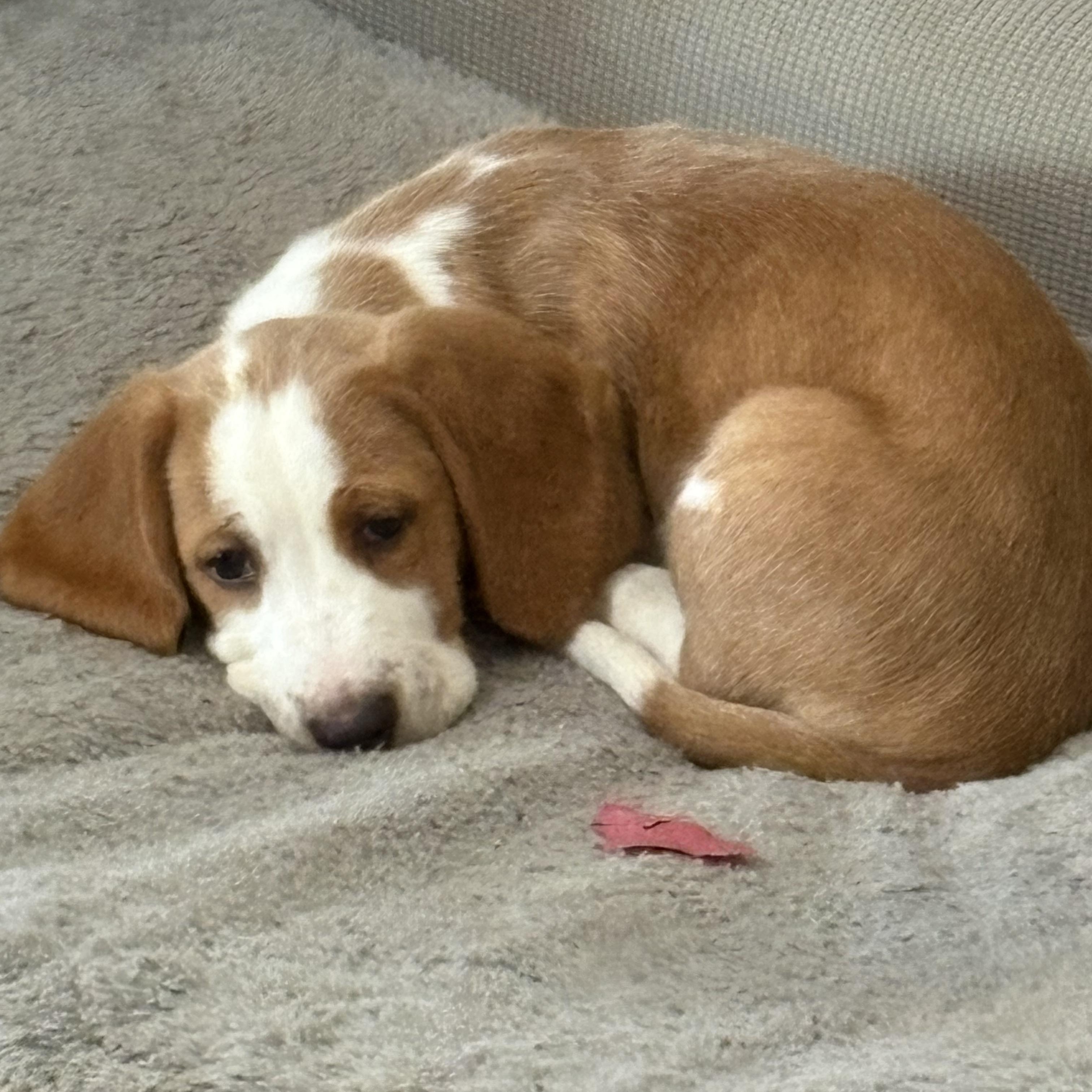 Enlarge Cash, an adopted Basset Hound in Knoxville, TN image 4/5