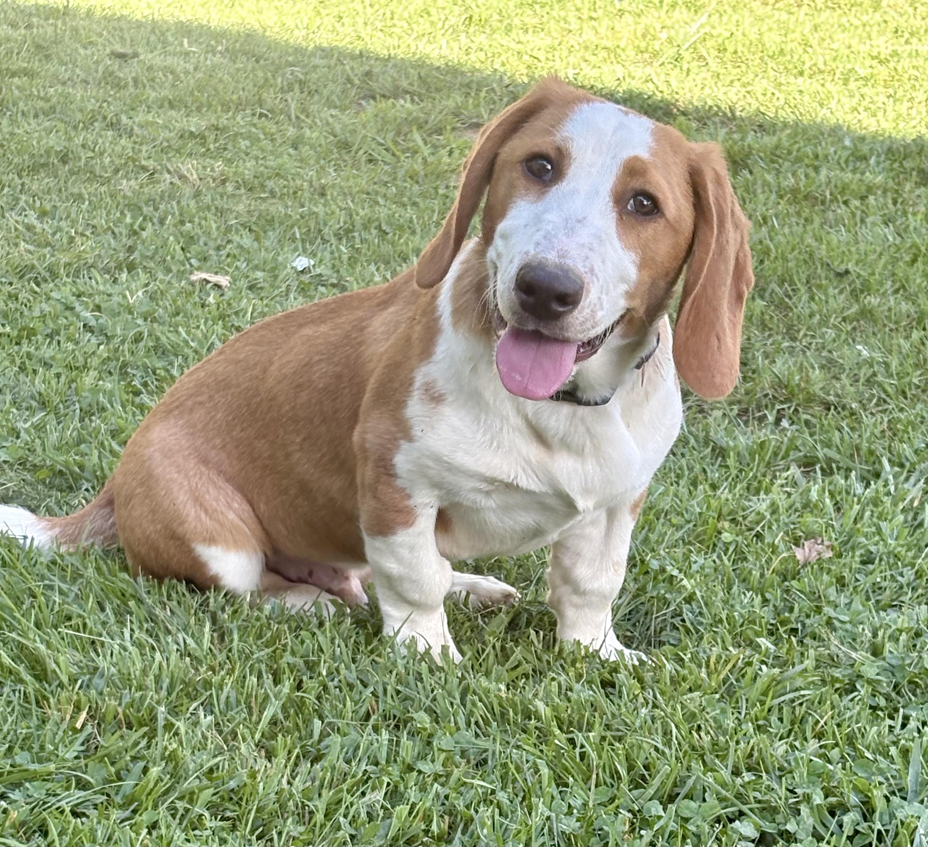 Stanley, an adoptable mixed breed in Knoxville, TN image 3/6