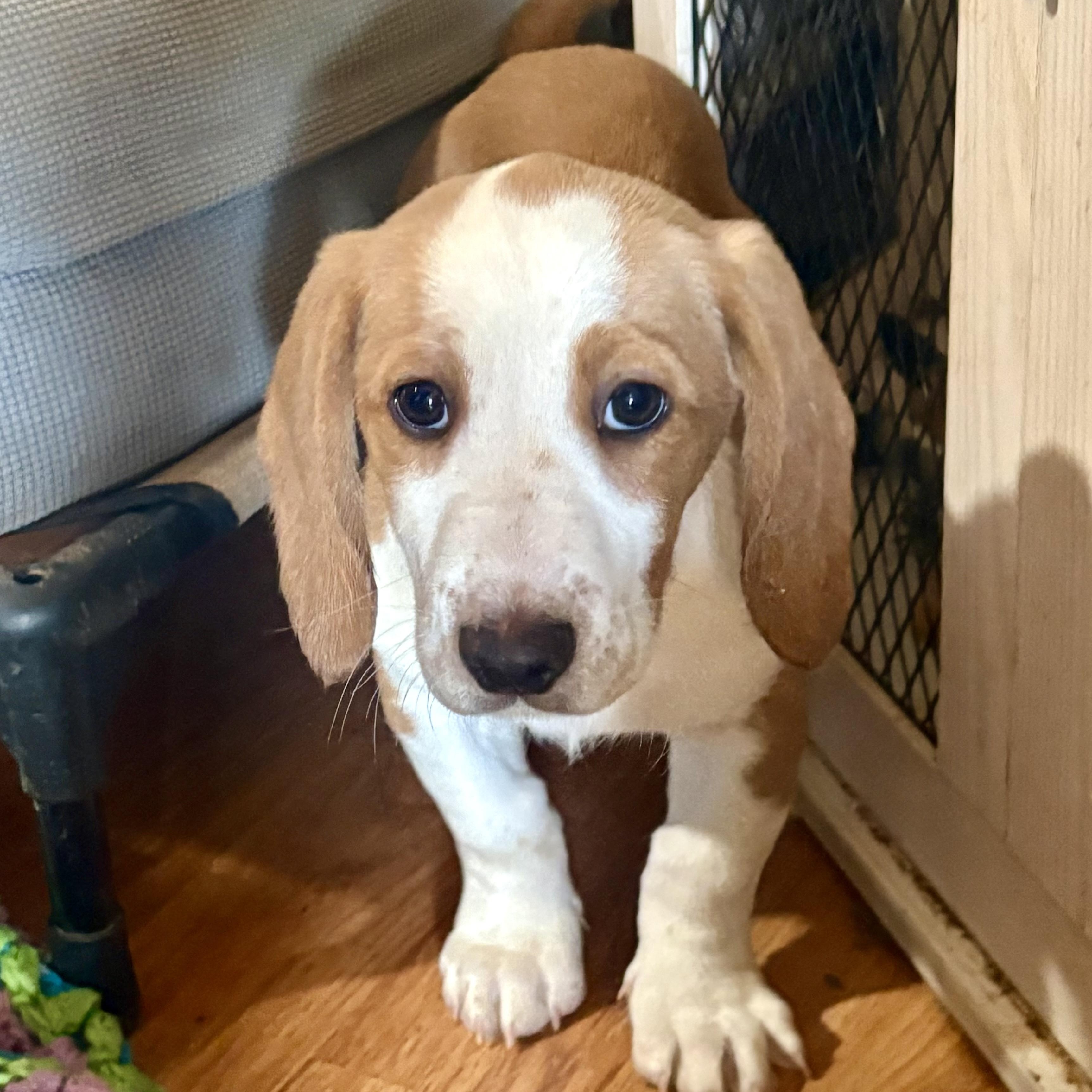 Cash, adopted, Puppy Male Basset Hound.