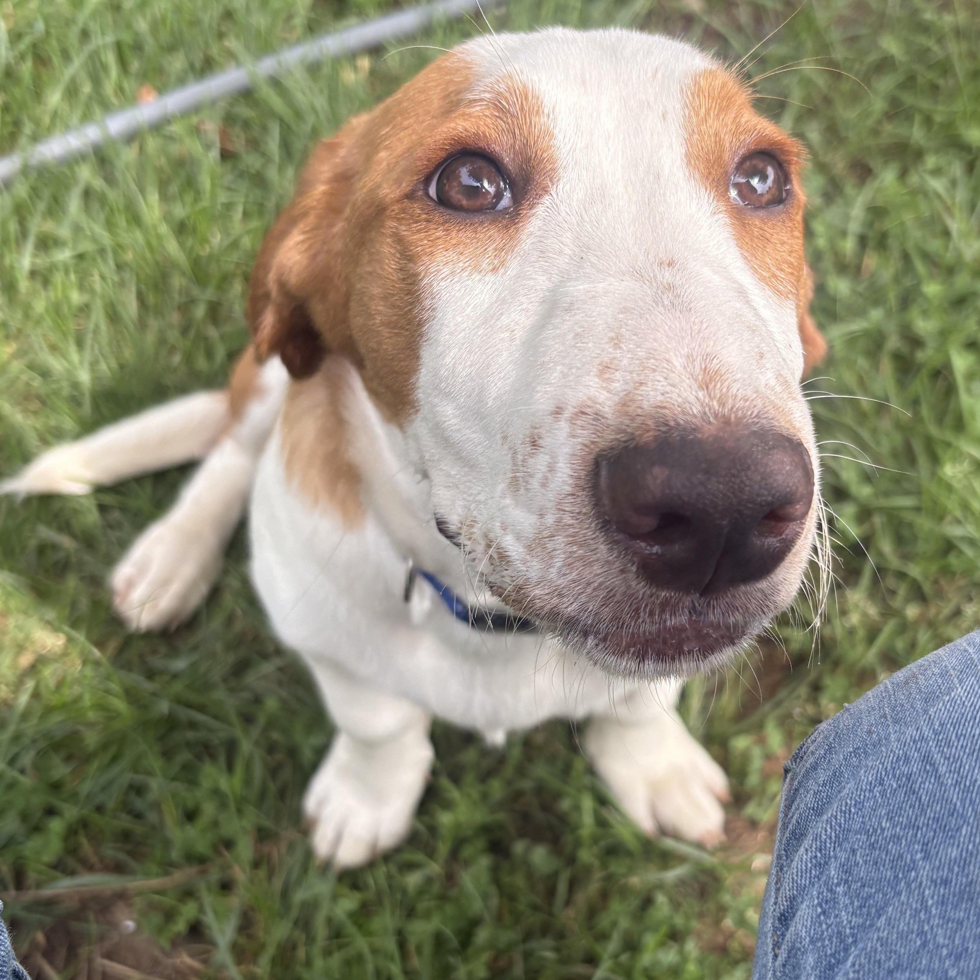 Stanley, an adoptable mixed breed in Knoxville, TN image 2/6