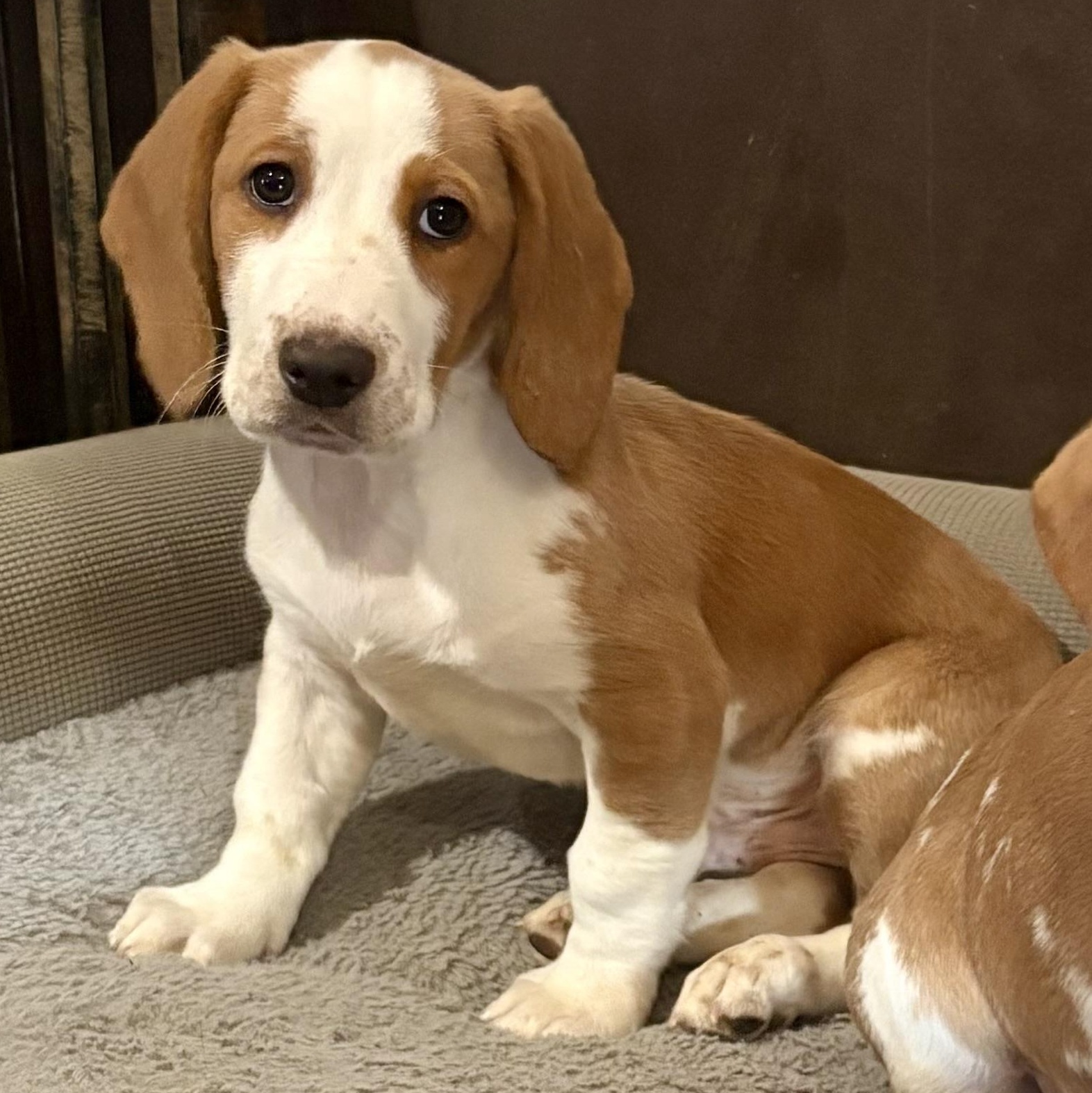 Enlarge Cash, an adopted Basset Hound in Knoxville, TN image 3/5