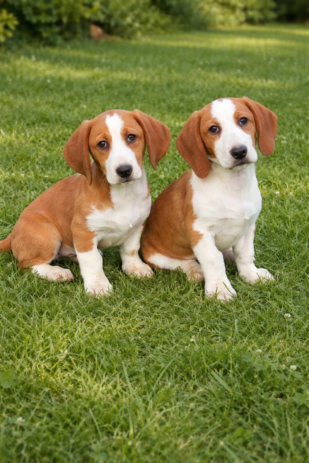 Enlarge Cash, an adopted Basset Hound in Knoxville, TN image 5/5