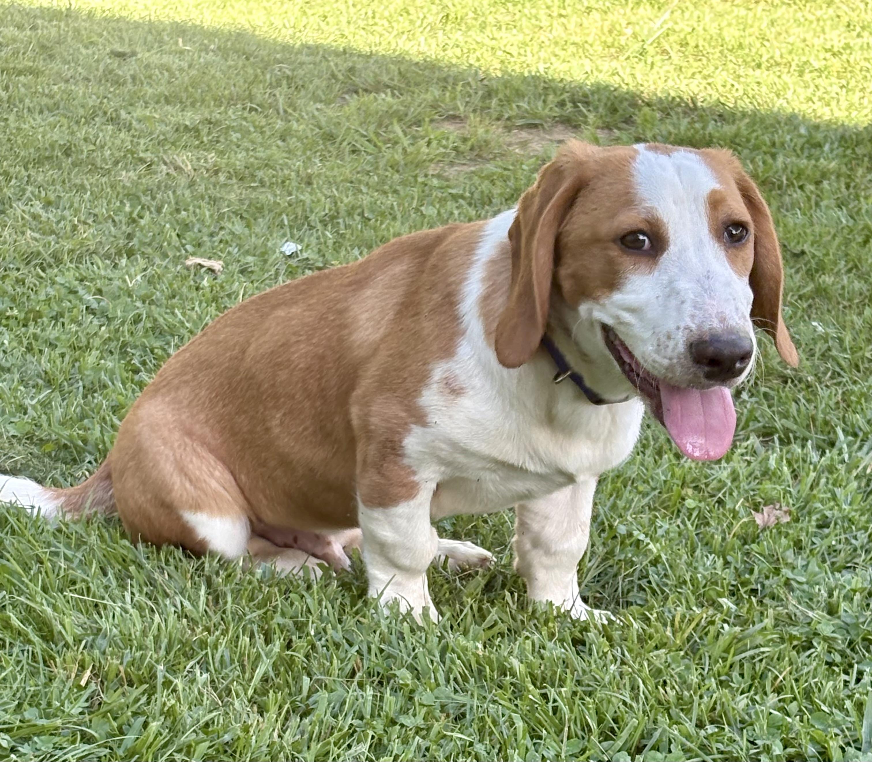 Stanley, an adoptable mixed breed in Knoxville, TN image 4/6