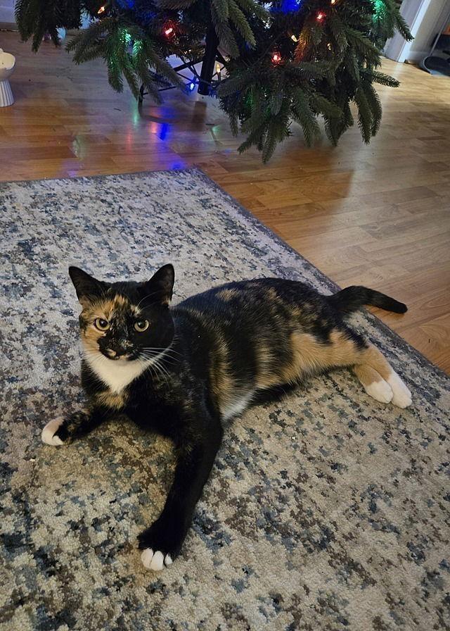 Enlarge Hazel, a Adoptable Domestic Short Hair in Tampa, FL image 1/3