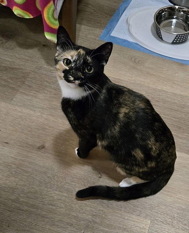 Enlarge Hazel, a Adoptable Domestic Short Hair in Tampa, FL image 2/3