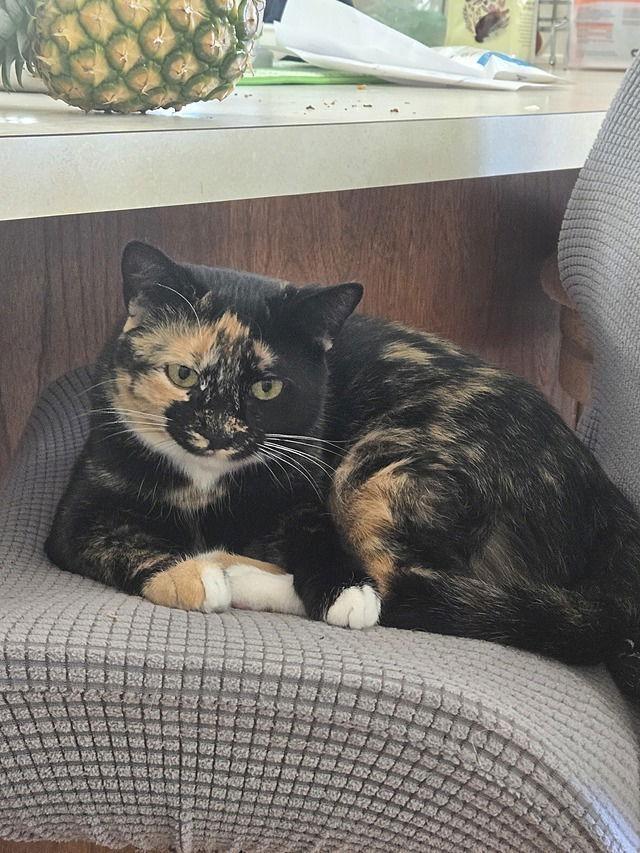 Enlarge Hazel, a Adoptable Domestic Short Hair in Tampa, FL image 3/3