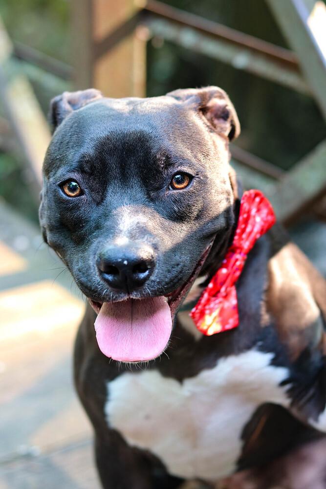 Scooby, a Adoptable Pit Bull Terrier in Indianapolis, IN image 1/6