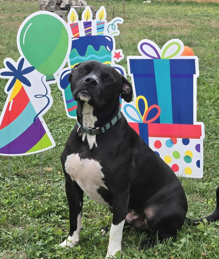 Scooby, a Adoptable Pit Bull Terrier in Indianapolis, IN image 2/6