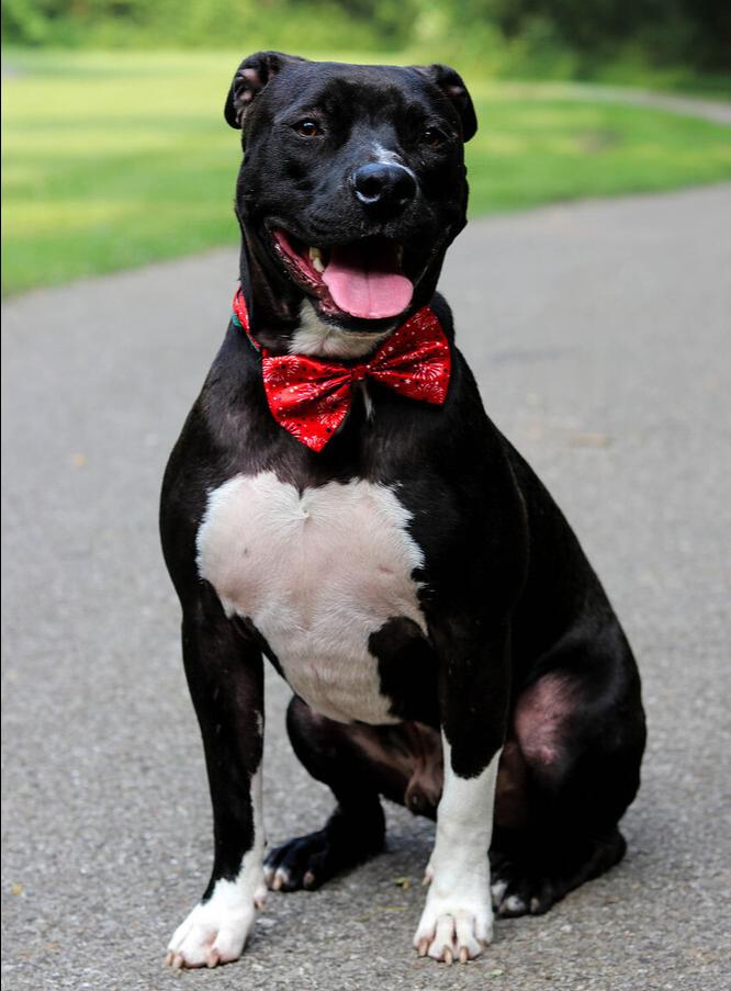 Scooby, a Adoptable Pit Bull Terrier in Indianapolis, IN image 3/6