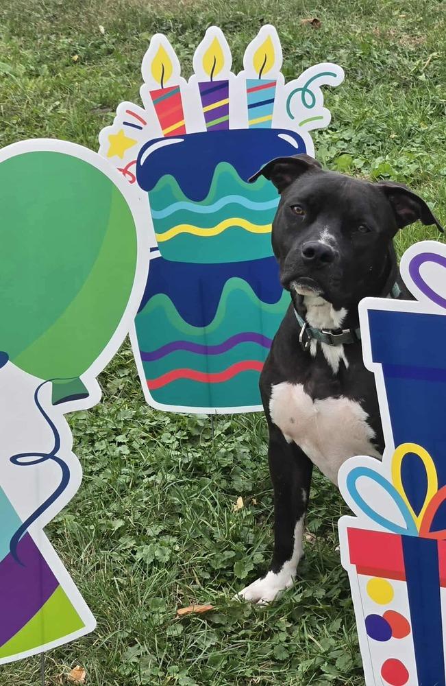 Scooby, a Adoptable Pit Bull Terrier in Indianapolis, IN image 4/6
