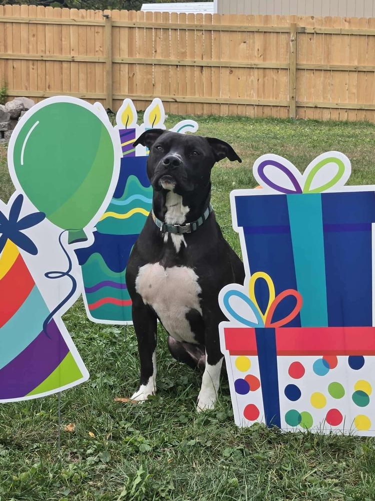 Scooby, a Adoptable Pit Bull Terrier in Indianapolis, IN image 6/6