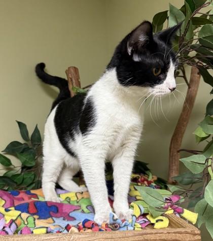 Snoopy, a Adoptable mixed breed in Hastings, NE image 3/3