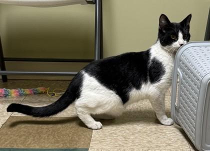 Snoopy, a Adoptable mixed breed in Hastings, NE image 1/3