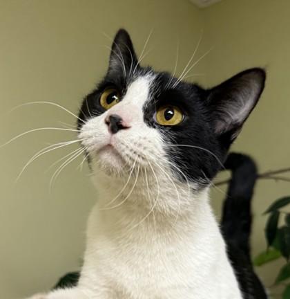 Snoopy, a Adoptable mixed breed in Hastings, NE image 2/3
