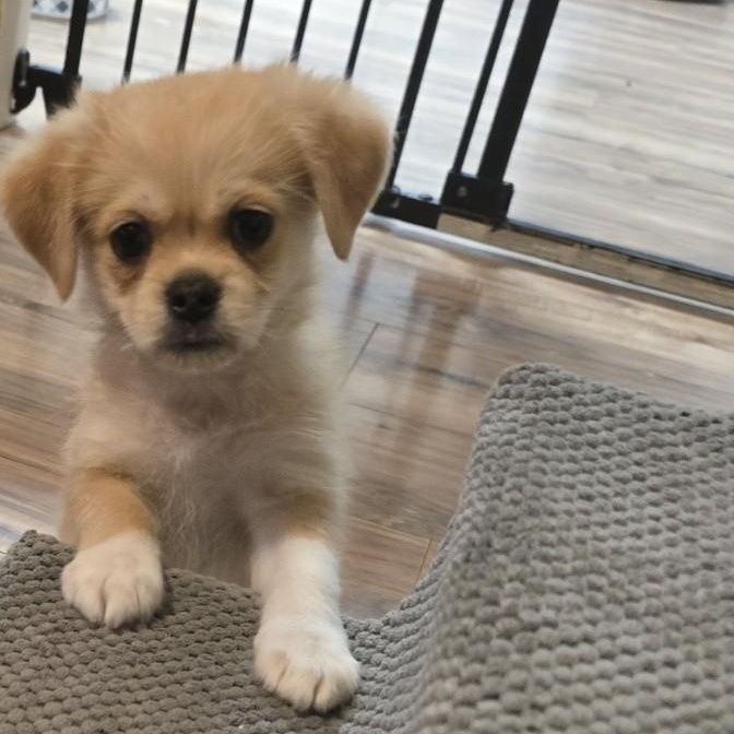 Enlarge Gus, a Adopted mixed breed in Portland, OR image 2/5