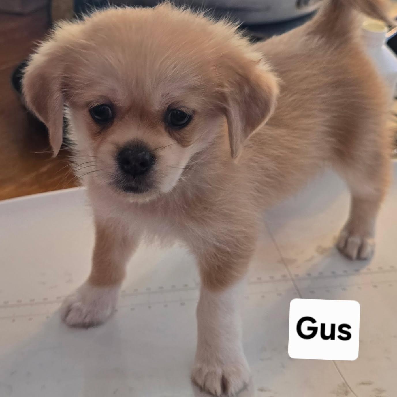 Enlarge Gus, a Adopted mixed breed in Portland, OR image 3/5