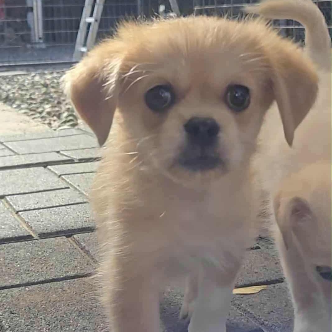 Enlarge Gus, a Adopted mixed breed in Portland, OR image 4/5