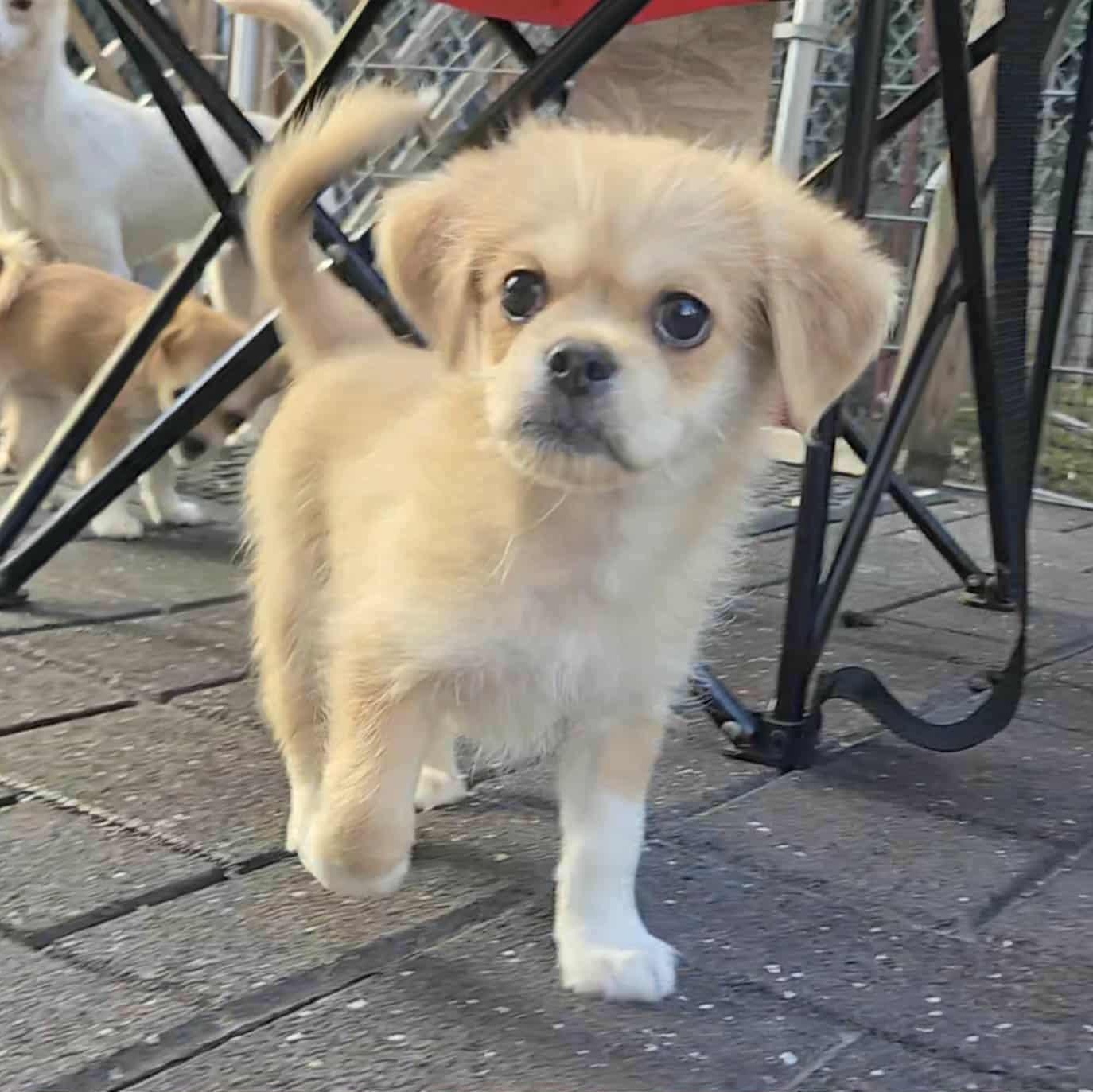 Gus, Adopted, Puppy Male Terrier.