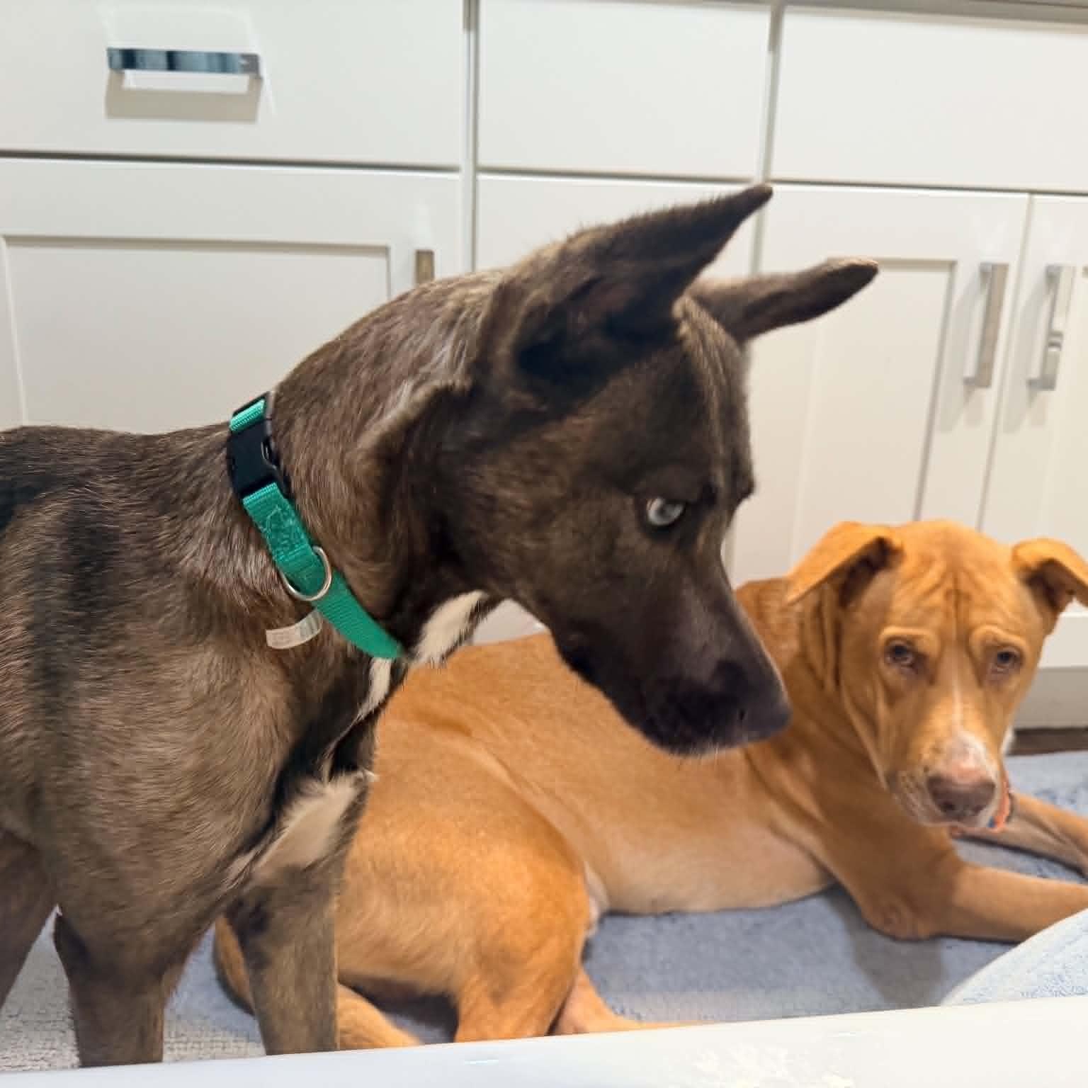 Enlarge Arthur, a Adoptable mixed breed in Benton Harbor , MI image 5/6