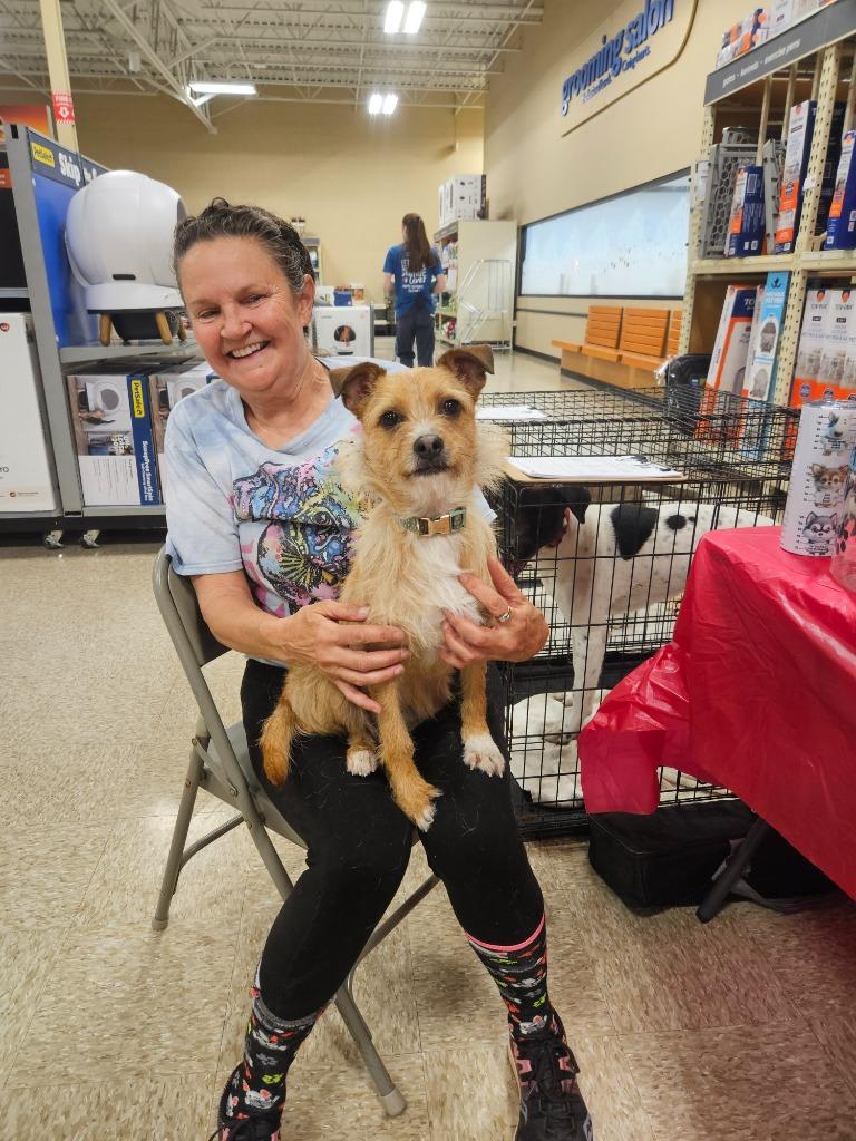 Alice, Adoptable, Young Female Pug & Chihuahua.