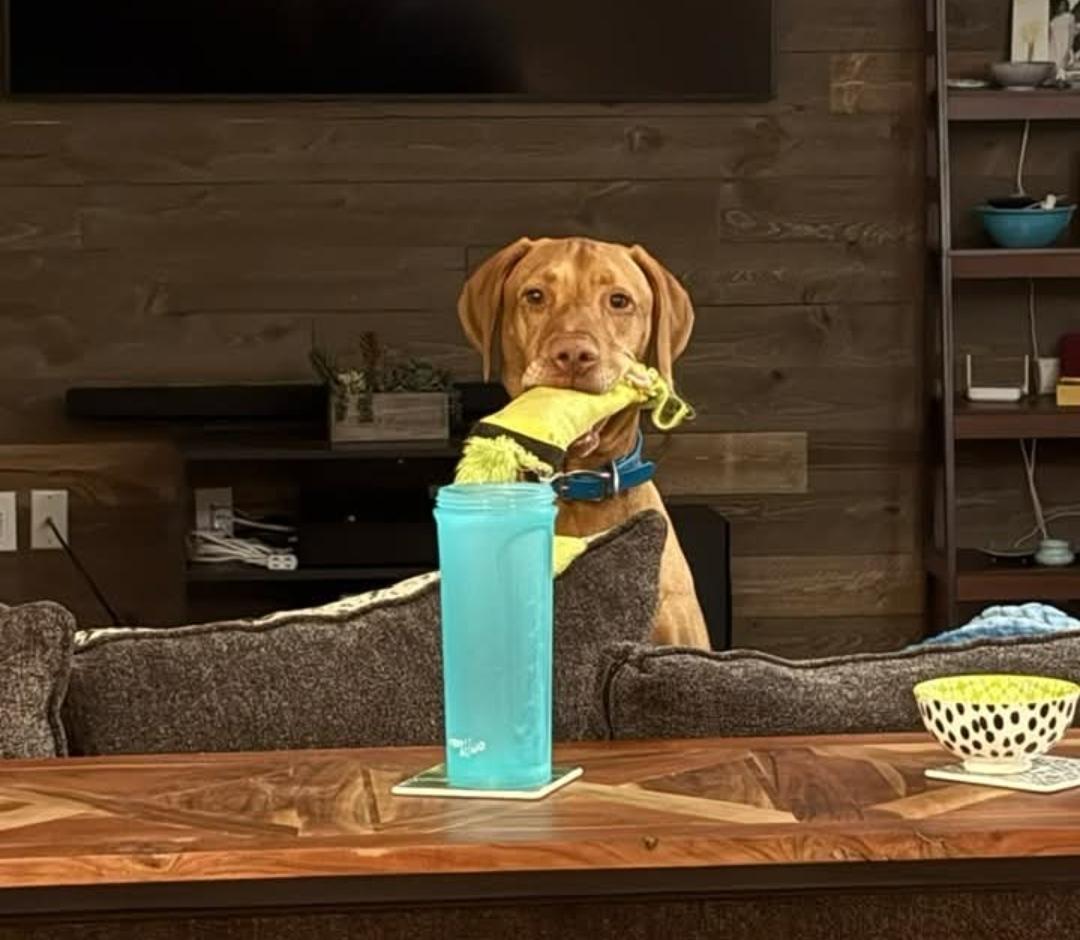 Enlarge Cutie Patooty, a Adoptable Vizsla in Fort Collins, CO image 1/3