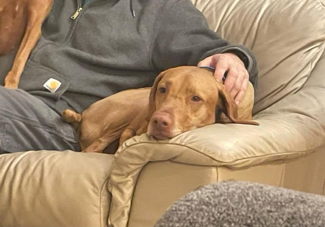 Enlarge Cutie Patooty, a Adoptable Vizsla in Fort Collins, CO image 3/3