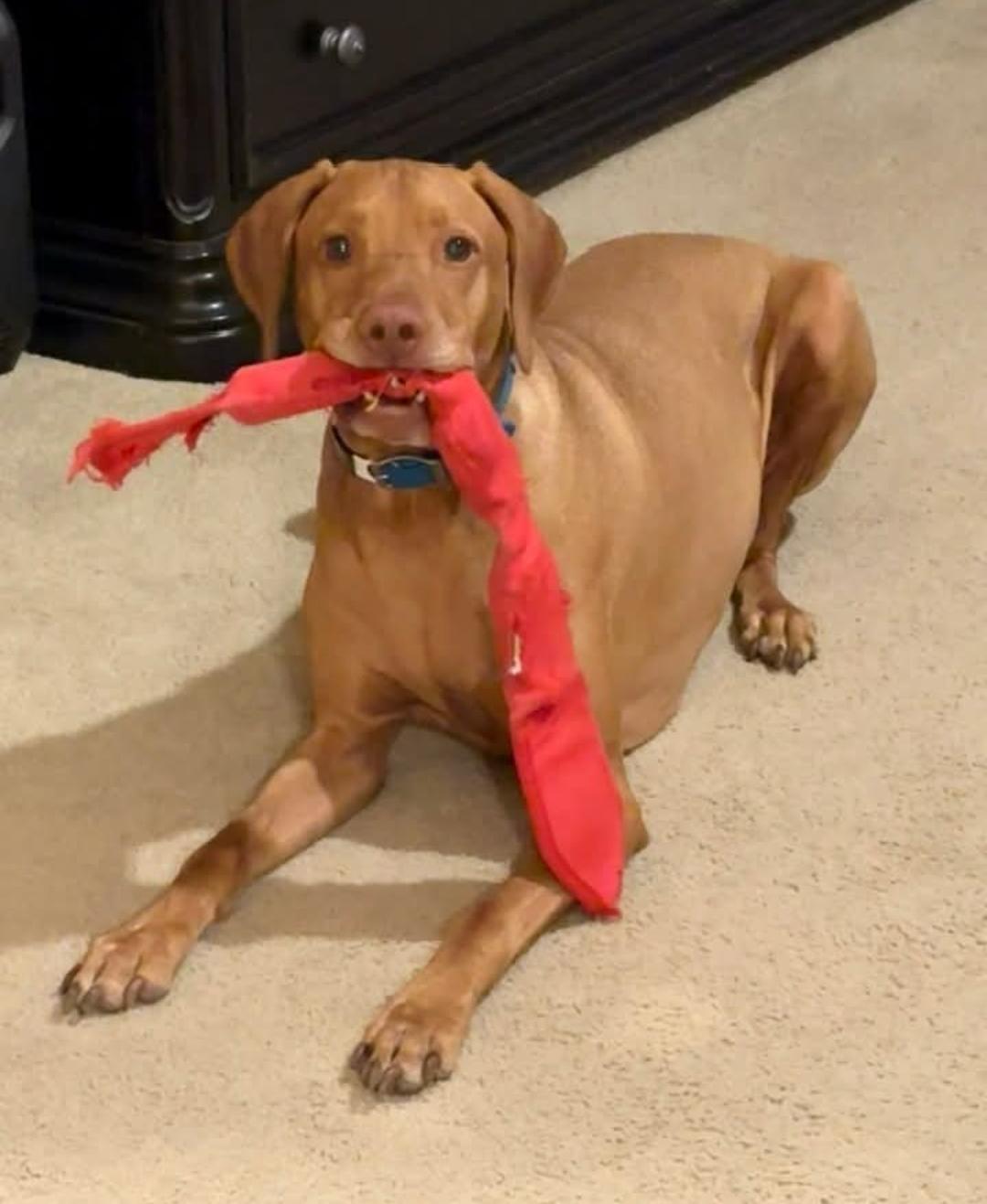 Enlarge Cutie Patooty, a Adoptable Vizsla in Fort Collins, CO image 2/3