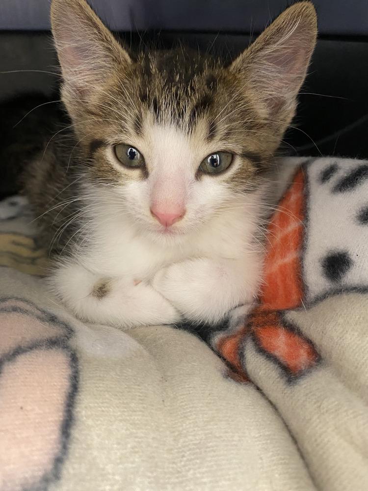 Donut, a Adoptable Tabby in Fern Park, FL image 1/3
