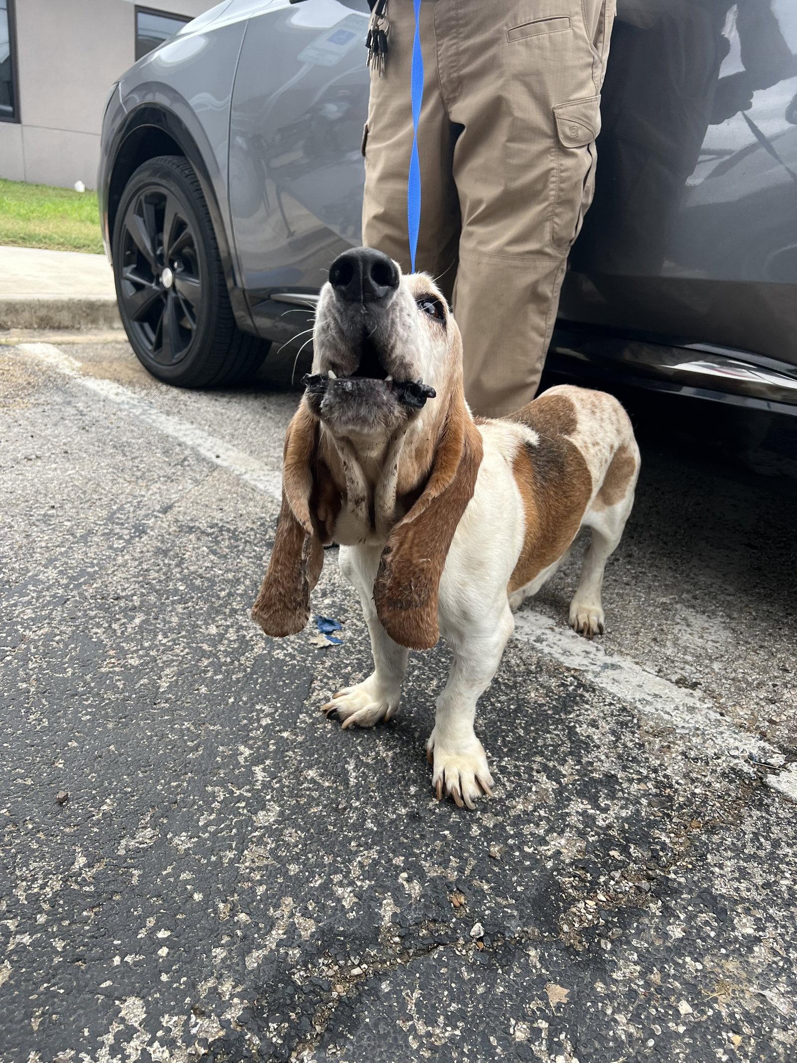 Omar aka Buddy, Adoptable, Adult Male Basset Hound.
