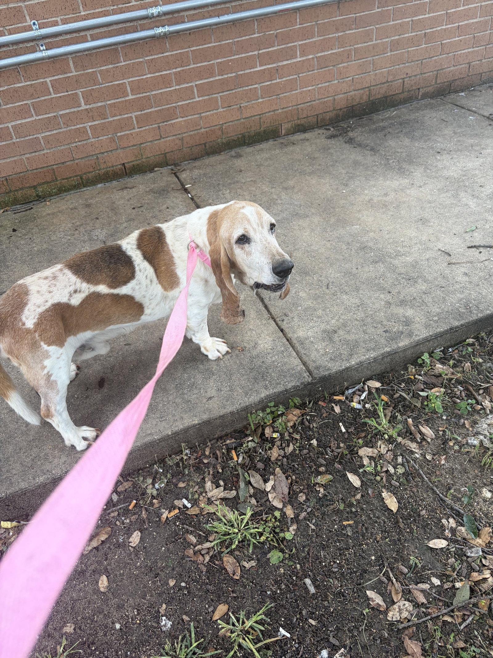 Omar aka Buddy, a Adoptable Basset Hound in Grapevine, TX image 2/3