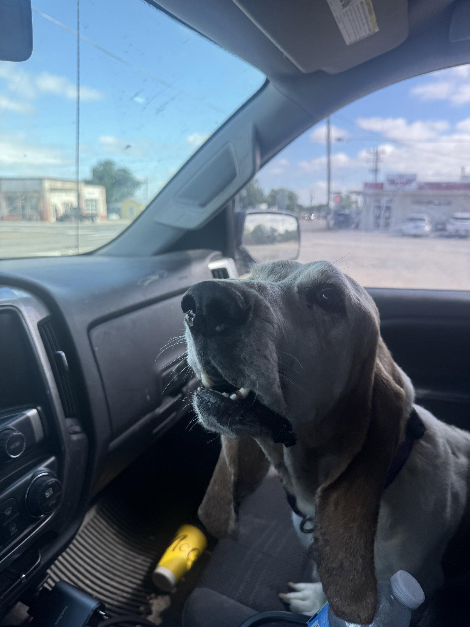 Omar aka Buddy, a Adoptable Basset Hound in Grapevine, TX image 3/3